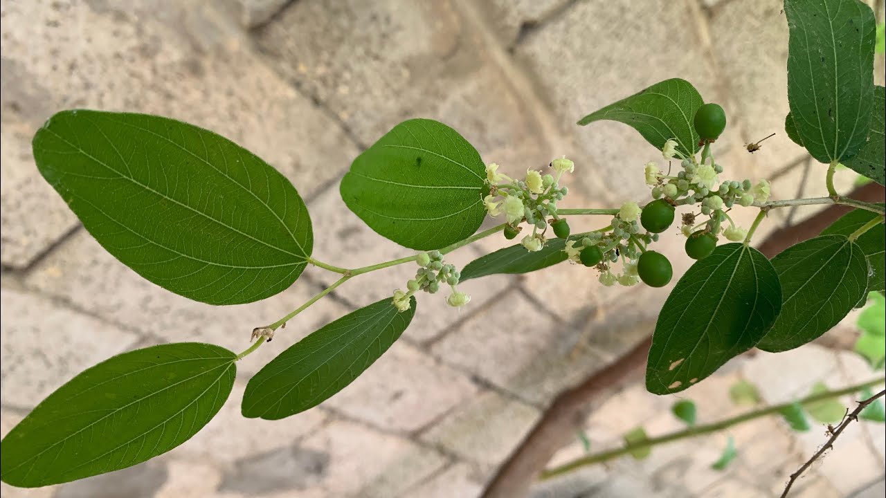 زراعة السدر , النبق من العُقل