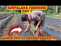 Paano Magtanim ng Ampalaya? Direct Seeding Technique