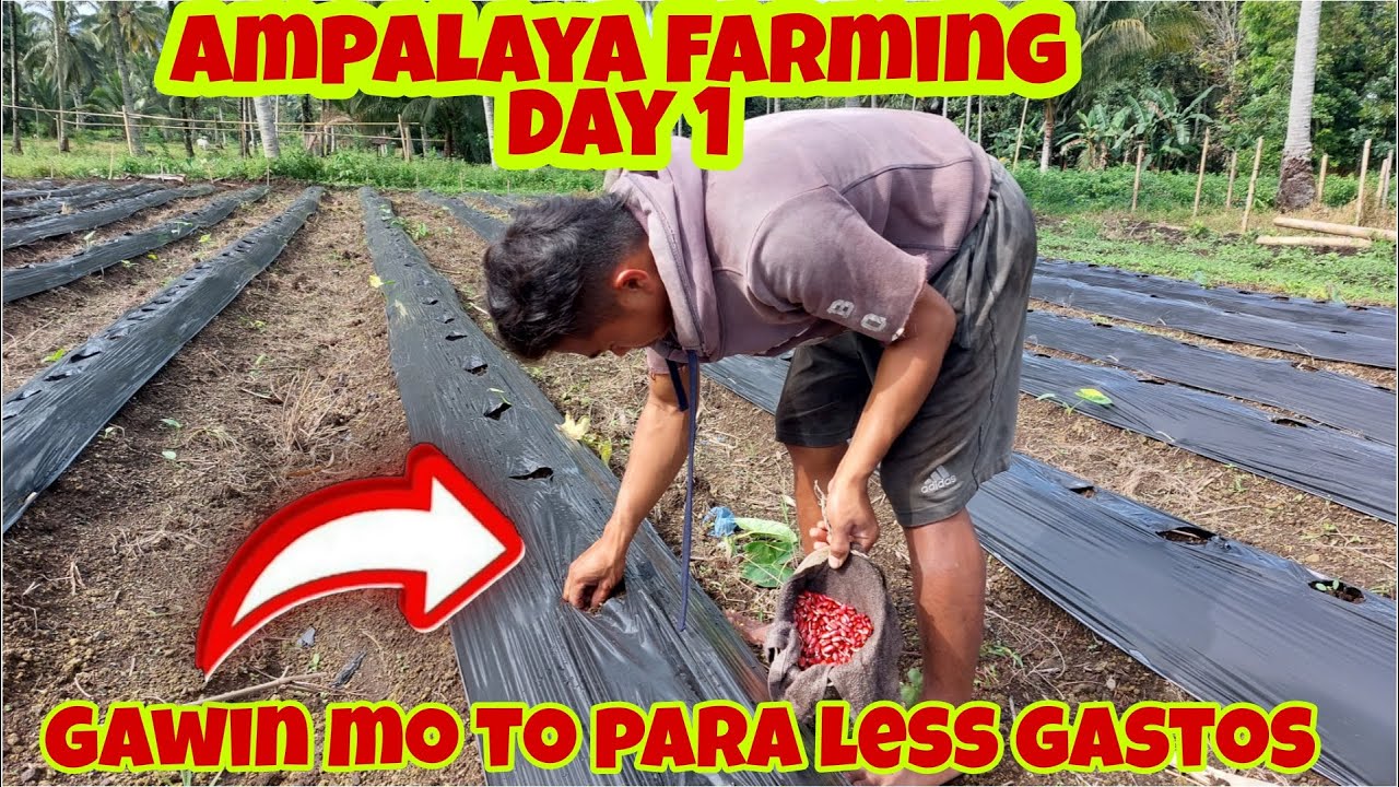Paano Magtanim ng Ampalaya? Direct Seeding Technique