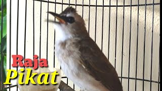 trucukan gacor, RAJA PIKAT Langsung Nyaut