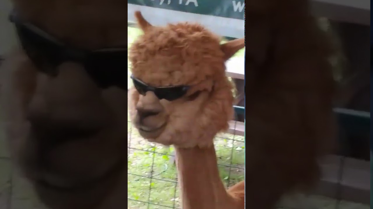 look at this llama with sunglasses YouTube