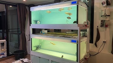 Gob สามโคก ชุมพลเครน : งานระบบ Overflow Full Services ตู้ปลากรองบน 8 ใบ/ 2 วัน มีปลาชุดจัดเต็ม Set 1