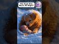 Tiny Puppy Saves Baby in Freezing Snow❄️🐶dog save baby#PuppyHero #DogRescue#viralvideos,#cute puppy