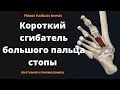 Короткий сгибатель большого пальца стопы. Flexor hallucis brevis. Анатомия в 3D.