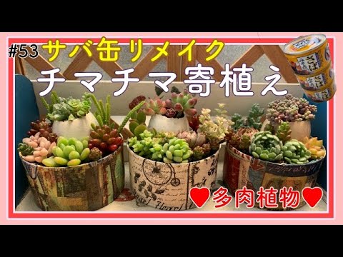 多肉】#53 多肉植物のチマチマ寄植え☆おうちにあるものでサバ缶