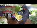 #평창 산 마늘  #수확에서 판매 까지 #산 마늘 직거래#청정 지역 산 마늘