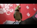 RAW The Best Talking Parrot Mp3 Song