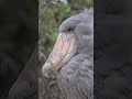 #shoebill #shoebillstork #shorts #youtubeshorts #subscribe #support