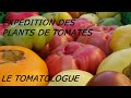 Expdition des plants de tomates