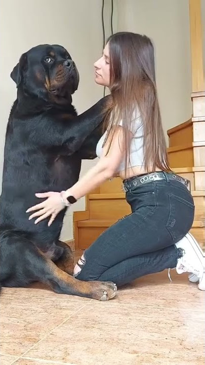 Download lagu dog kiss gitle #shorts