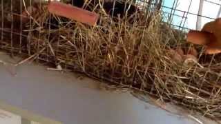 When Nest Boxes Attack!!  Game over, I win.  Booyah. screenshot 3