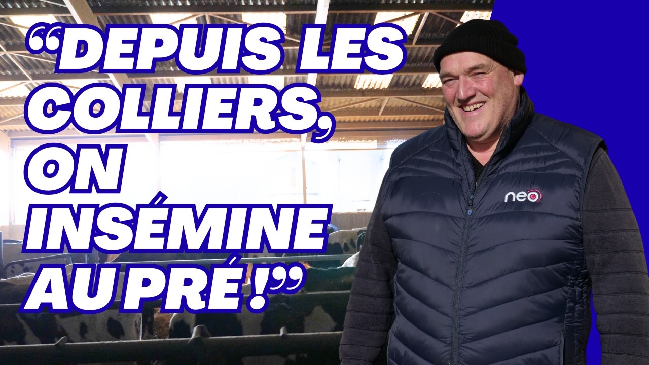 Réussir sa repro Prim'Holstein : Pourquoi il a choisi les colliers NEO