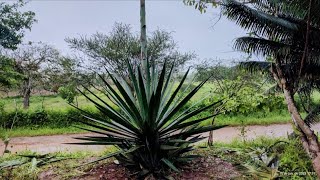 Agave, Sisal, Sisalana Perrine.