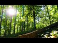 Beautiful Relaxing Music and Nature Sounds: Calm Piano, Sleeping Music, Study Music, Soothing Music