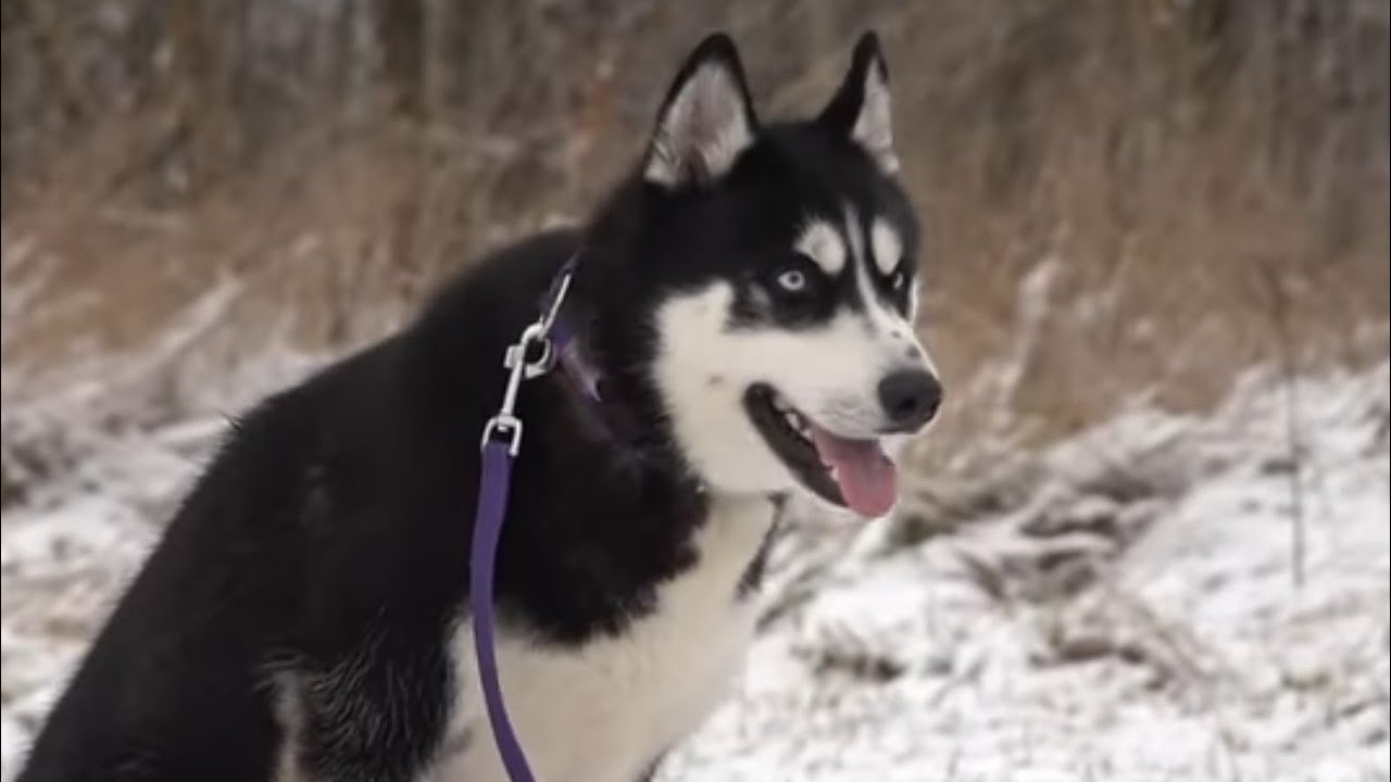 Догтренинг 522. Безупречный хаски с душой немецкой овчарки - YouTube