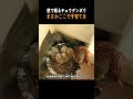 窓辺に居着いた野生のチョウゲンボウ、家族になるまでの記録