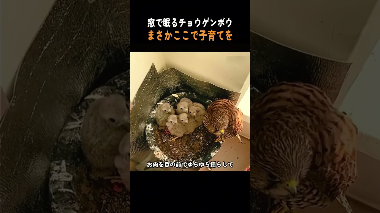 窓辺に居着いた野生のチョウゲンボウ、家族になるまでの記録