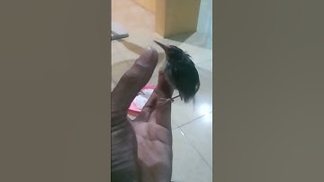 Cara menjinakan burung prenjak