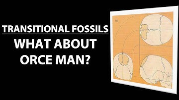 Transitional Fossils - Orce Man
