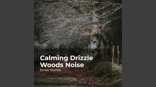 Silence in the Woods