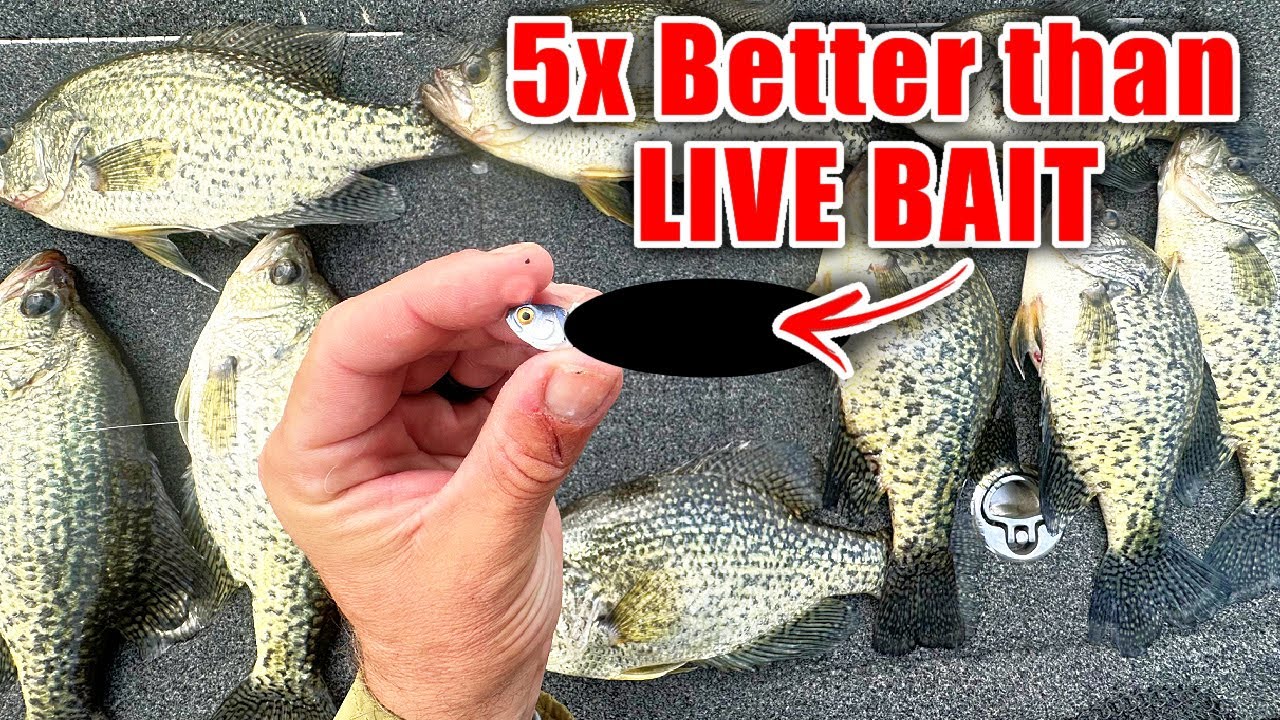 this New Lure OUT FISHES Live Bait 5 to 1!!! (BEST Crappie & Bass Winter Bait) this New Lure OUT FISHES Live Bait 5 to 1!!! (BEST Crappie & Bass Winter Bait)