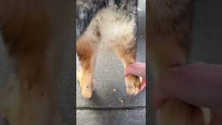 Hind leg alignment