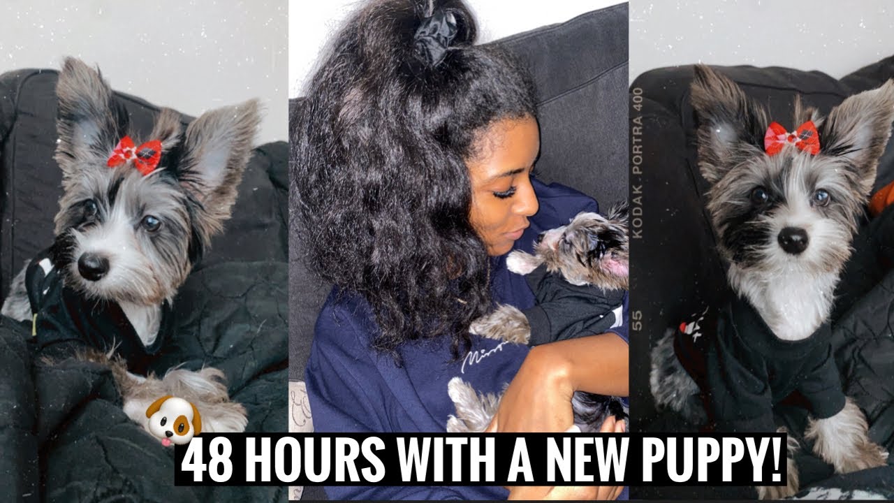 FIRST 48 HOURS WITH A NEW YORKIE PUPPY!