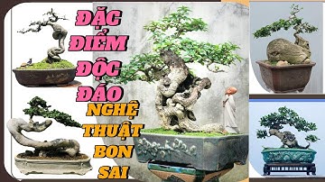 Những đặc điểm độc đáo trong nghệ thuật Bonsai  #bonsai #caycanh #art #bonsaitree
