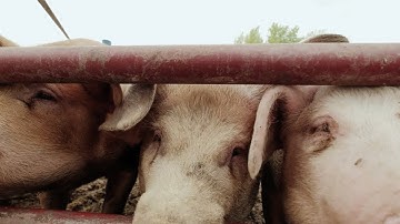 Activists accused of stealing piglets from Utah farm found not guilty