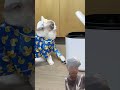 morning🌟#Routine#🤔thatlittlepuff😎#cat 🐱#shorts😯 #video #the💞viral