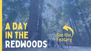 A Day in the Redwoods