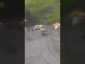 MOLLYBALLOON #akuarium #aquascape #viral