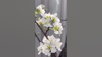 Thumbnail of Plum Tree Flowers #shortsfeed #positivevibes #shorts