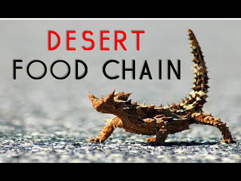 Desert food chain | desert ecosystem