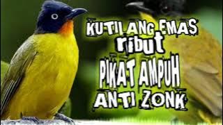 suara pikat burung kutilang emas ribut ampuh pikat kutilang liar di alam bebas