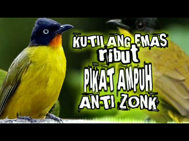 suara pikat burung kutilang emas ribut ampuh pikat kutilang liar di alam bebas class=