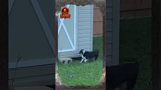 The Old Man Still Gets Around pretty Good! #pets #reality #realifevlog #clips #shorts #outdoors #pup