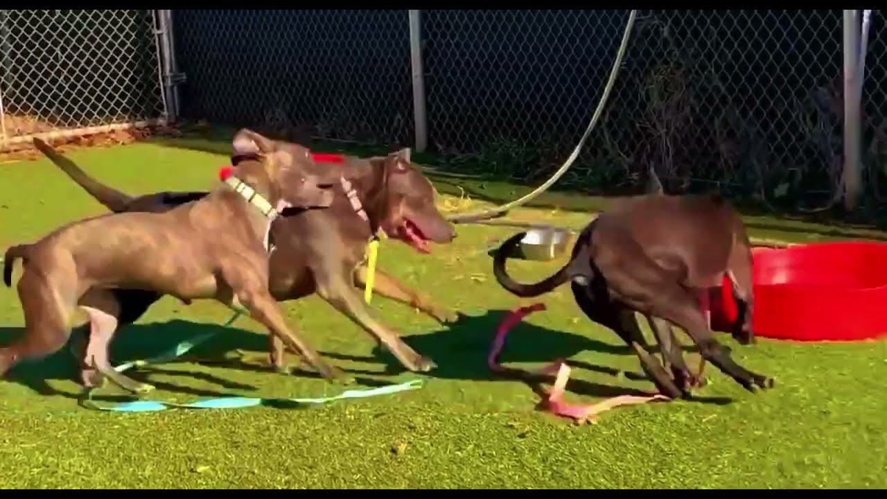 Puppy Guides Her Blind Big Sister on Walks | The Dodoo🥰