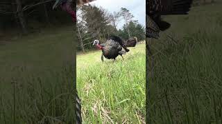 Up close and personal #turkey #gobbler #longbeards