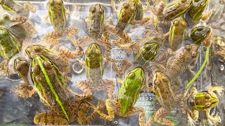 I caught and observed a beautiful Japanese frog. by ひろりる 600,037 views 9 months ago 9 minutes, 19 seconds
