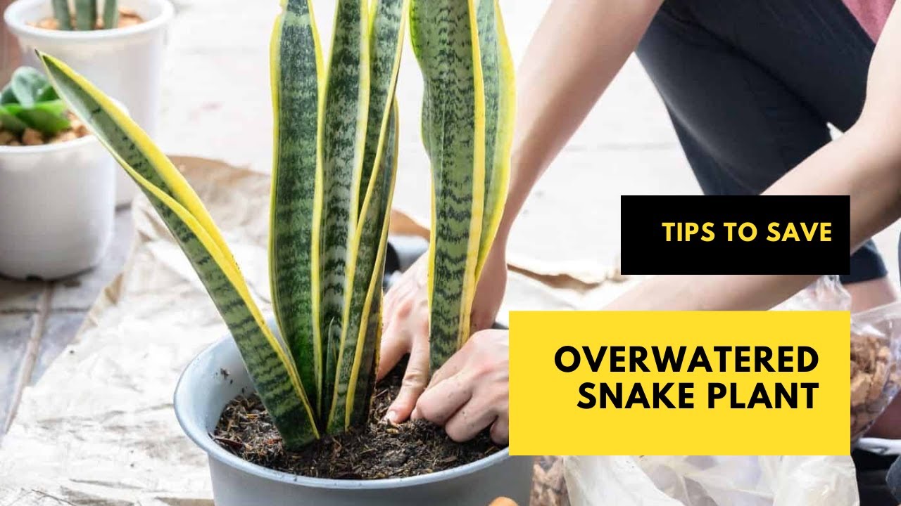 5 Superb Tips To Save Overwatered Snake Plant #snakeplantcare