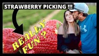 THINGS TO DO IN GEORGE SOUTH AFRICA || Redberry farm || Garden Route || Strawberry picking