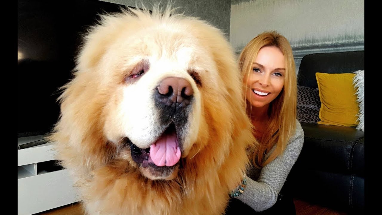 55+ Biggest Chow Chow On Record