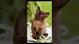 Today learn About ' BURMESE CAT ' (Don't miss)❤ #Shorts #Viral #Fyp