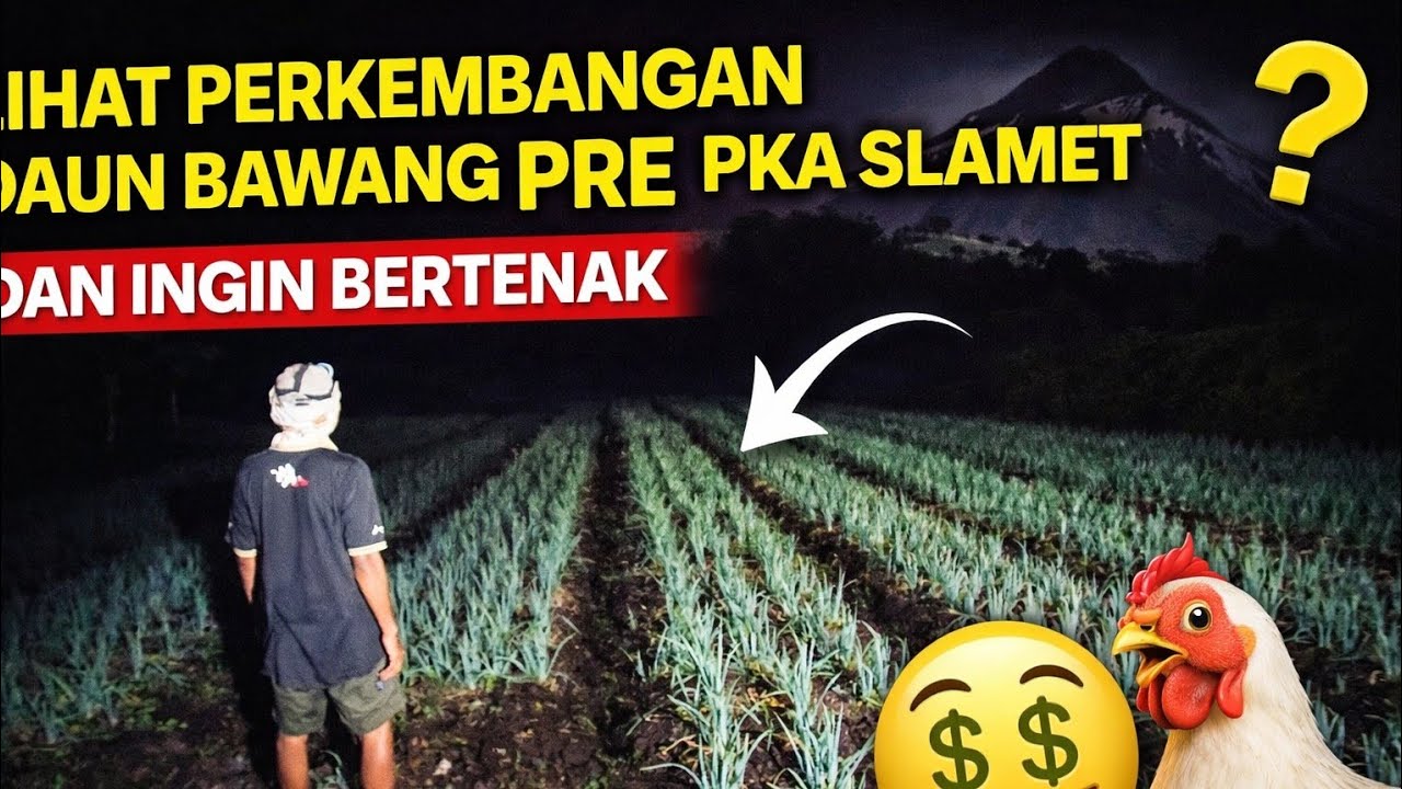 LAHAN PAK SLAMET SEMAKIN HARI SEMAKIN BAGUS DAN CERDAS MEMANFAATKAN PELUANG JUAL HASIL