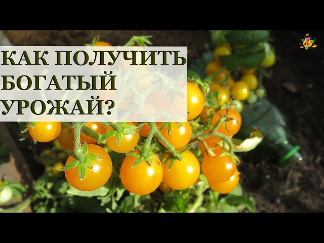 Томат Оранжевая шапочка: описание сорта помидоров, характеристики, выращивание и уход