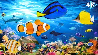 MOST BEAUTIFUL FISHES IN THE OCEAN | STUNNING NATURE AND RELAXING MUSIC