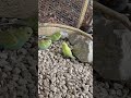 Baby budgies 🥰