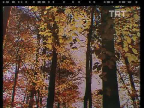 Nostalji..Trt cocuk korosu..ılgaz