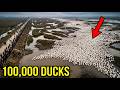China Released Thousands of Ducks Into Rice Fields — What Happened Next Shocked Farmers Worldwide